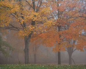 autumn trees in the park