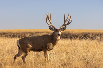 Naklejka na ściany i meble Buck Mule Deer in the Rut in Autumn in Colorado