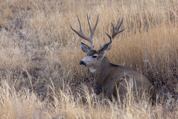Buck Mule Deer in the Rut in Autumn in Colorado