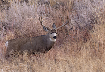 Buck Mule Deer in the Rut in Autumn in Colorado