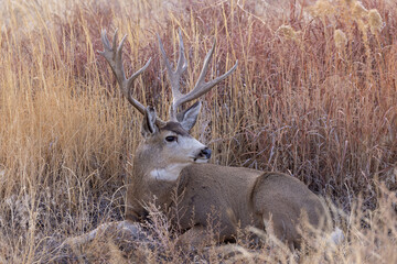 Buck Mule Deer in the Rut in Autumn in Colorado