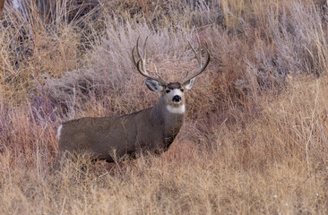 Buck Mule Deer in the Rut in Autumn in Colorado
