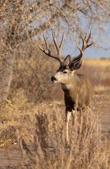 Buck Mule Deer in the Rut in Autumn in Colorado