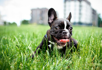 Fototapeta premium French Bulldog dog. He lies in the green grass. The dog is 5 months old