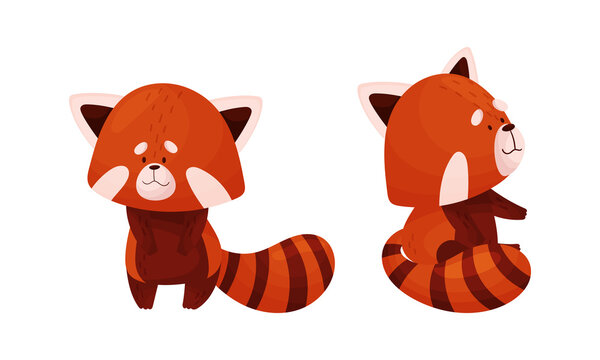 Red panda in different actions set. Cute wild baby animal, side and front view vector illustration