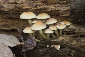 Hypholoma fasciculare the sulfur tuft or clustered woodlover mushroom beautiful yellow-orange toxic mushroom with greenish tones, growing in groups on rotten trunk