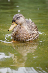 Brown duck floating on the surface of the lake.