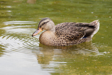 Brown duck floating on the surface of the lake.