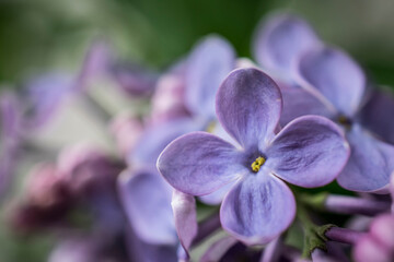 A close-up photo of lilac flowers in spring