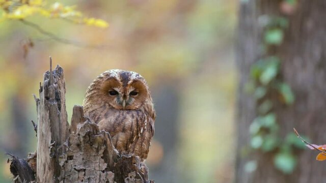 Tawny Owl Strix aluco. An owl in a beautiful autumn forest sits on the trunk of a broken tree and turns its head.