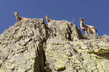 Sierra de Gredos natural park in Avila.