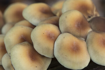 Hypholoma fasciculare the sulfur tuft or clustered woodlover mushroom beautiful yellow-orange toxic mushroom with greenish tones, growing in groups on rotten trunk