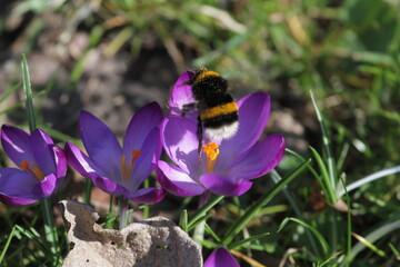 Biene an Blumenblüte
