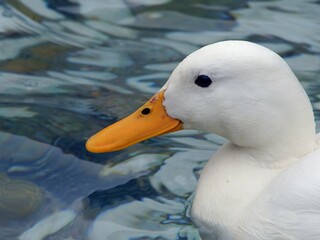 Weisse Ente auf Teich