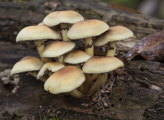 Hypholoma fasciculare the sulfur tuft or clustered woodlover mushroom beautiful yellow-orange toxic mushroom with greenish tones, growing in groups on rotten trunk