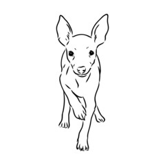 dog russian toy terrier hand drawn vector llustration realistic sketch