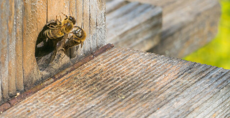 Bienen an Bienenstock