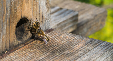 Bienenkampf zwischen Arbeiterbienen