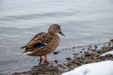 A mallard duck walking on the shore in winter