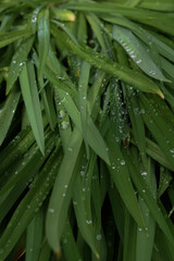 fresh dew on the grass