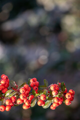 red berries on a blurred background
