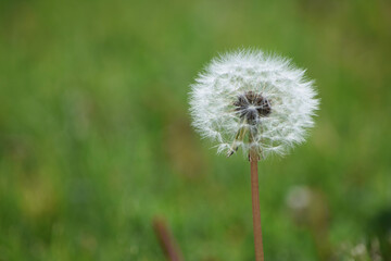 dandelion in the grass