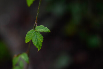 green leaves on a dark background 