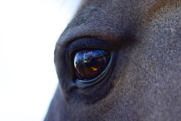 Eye of a gentle grey horse
