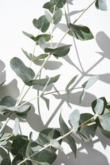 Eucalyptus branches on a light gray background with shadows. Macro and close up