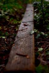 abandoned wood plank in the forest