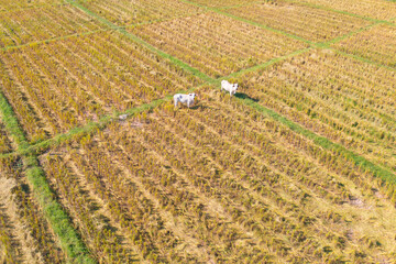 Aerial view of cows eating green rice and grass field. Animals in agriculture farm.