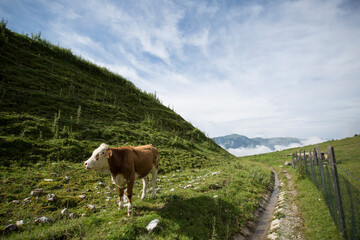 Fototapeta na wymiar Cows on Alpine Pasture