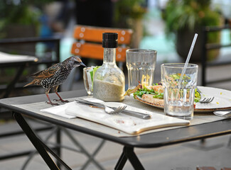 European starling (Sturnus vulgaris) eats in street cafe in New York City