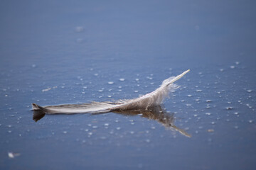 Naklejka premium Single feather floating in water