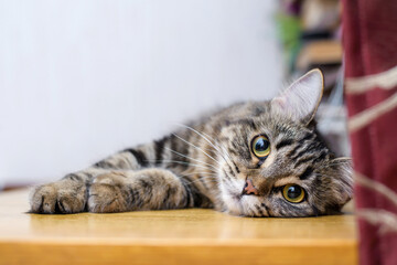 Portrait of a beautiful cat lying at home