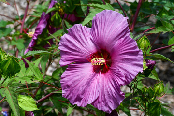 Dinner plate hibiscus in Knoxville, Tennessee