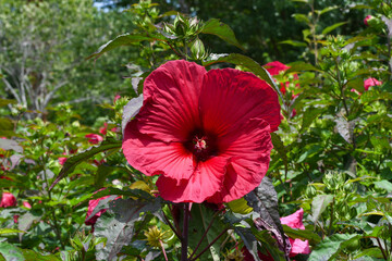 Dinner plate hibiscus in Knoxville, Tennessee - obrazy, fototapety, plakaty