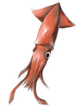 Illustration of humboldt squid in drawing and water color style