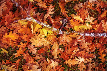 Fallen oak leaves