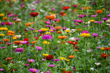 Field of zinnias in Knoxville, Tennessee