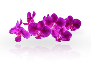 Fototapeta na wymiar Violet orchids isolated on white.