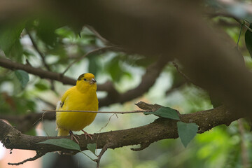 Closeup shot of a yellow canary perched on a branch