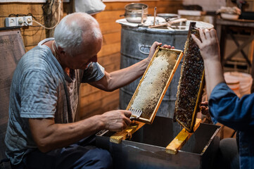 Beekeeper unseals honeycomb with a scraper to remove wax and subtract honey.