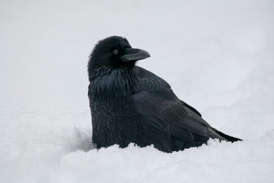 Raven in Snow