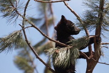 Bear Cubs at Play © Borysfx