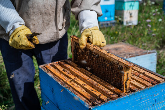 Macro shot of a bees inside honeycombs. The man hands of the beekeeper take out a hive part.