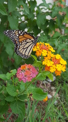 Monarch on lantana
