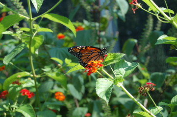 Monarch on red, yellow and orange lantana