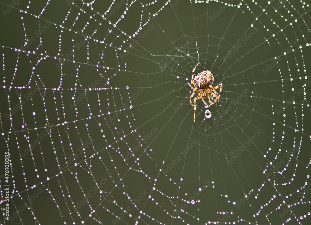 Poster Spider on its web with dew drops