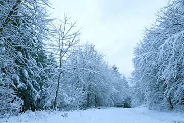 Winter landscape with white trees covered with snow .